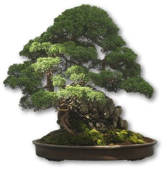 Bonsai